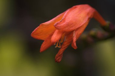 Es una Planta de floracin hibrida nativa de Francia