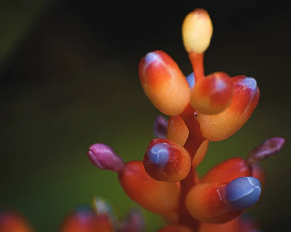 Uma Planta Típica Floresta Amazônica Brasileira Onde Cresce Apoiada Por — Fotografia de Stock