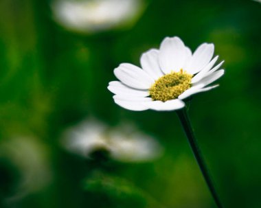 Roma Papatya Çiçeği (Manzanilla romana) olarak bilinen çiçeğin beyaz çiçekleri papatya gibidir..