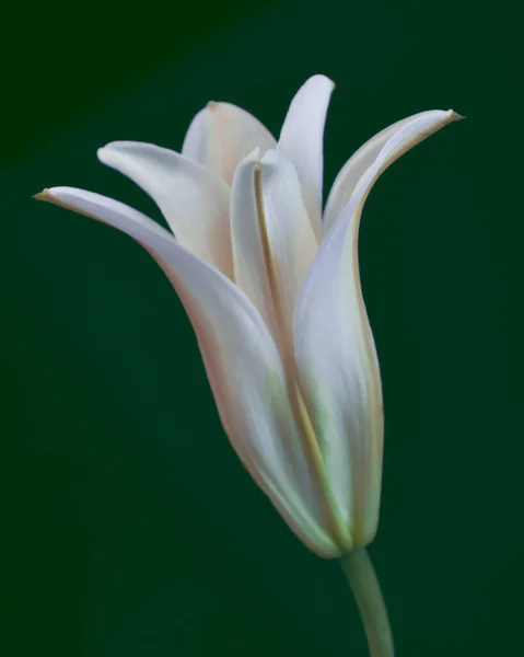 Greek Poets Regarded Lily Symbol Tenderness — Stock Photo, Image