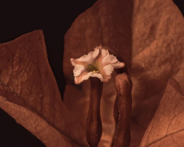 Bougainvillea 'nın güzel bir duruşu, kendine has bir çiçek şekli, parlak renkleri vardır, özellikle çiçek açtığı zamanlarda.