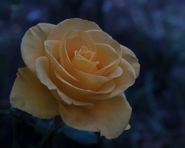 Розы Всемирно Известный Декоративный Цветок Ароматный Ярко Окрашенный Обычно Используются — стоковое фото