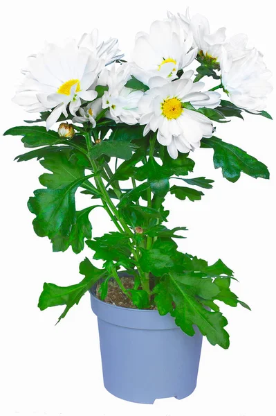 Fleurs Chrysanthème Dans Pot Sur Fond Blanc Isoler — Photo