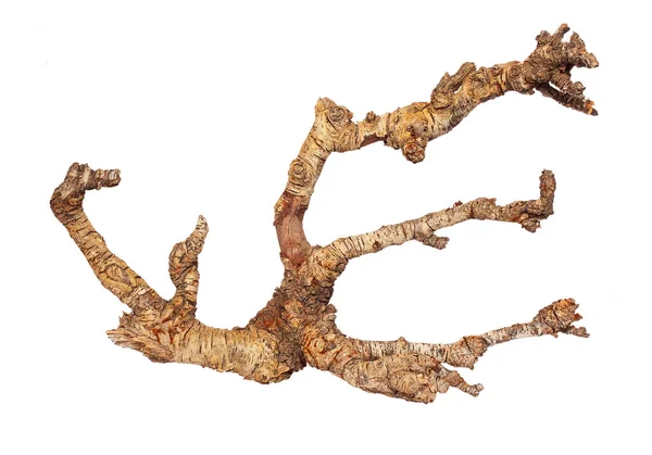 Part Tree Root White Background Isolate Stock Photo