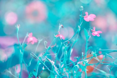 Arka planda odaklanma yok. Bulanık çiçek arkaplanı. 