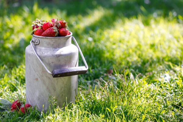 Vintage container with large ripe garden strawberries on grass in garden