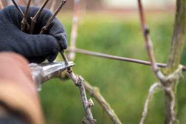 Komuta sizde onun Bahçe bir şarap üzüm bağ budama