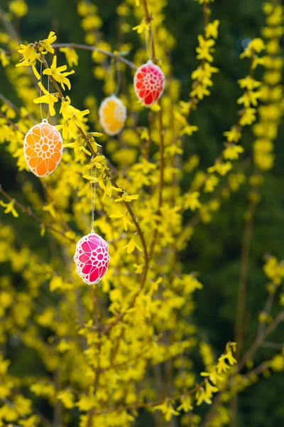 Красивые пасхальные яйца, свисающие с цветущей Форсайт — стоковое фото