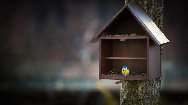 Bird feeder and Blue Tit (Cyanistes caeruleus) — Stock Photo, Image