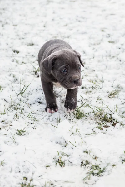 Zwarte Mastino Napoletano pup — Stockfoto