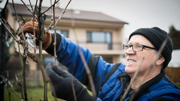 Senior man pruning a wine grape vineyard in his garden — Stock Photo, Image