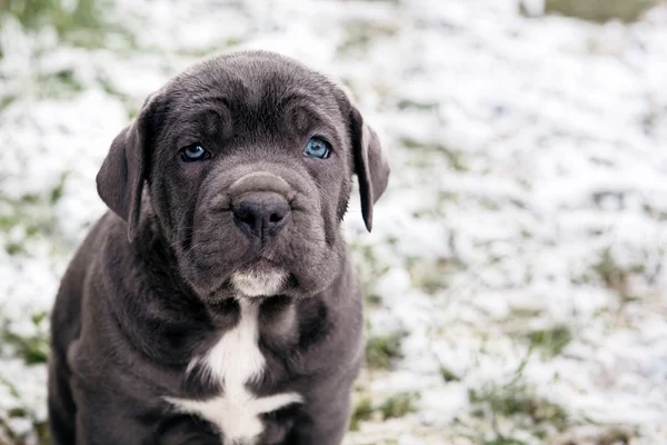 Zwarte Italiaanse Mastiff pup, Cane Corso — Stockfoto