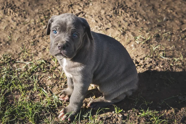 Filhote de cachorro mastim italiano cinza, Cana Corso — Fotografia de Stock