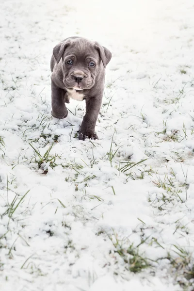 Włoski Mastif szary szczenię, Cane Corso — Zdjęcie stockowe