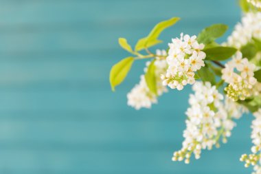 Mavi ahşap zemin üzerinde bir vazoda güzel beyaz çiçekler