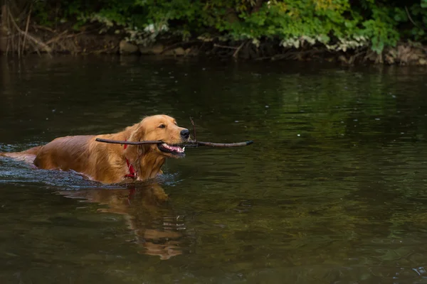 Golden Retriever holt einen Stock aus dem Wasser — Stockfoto