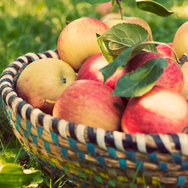 Ekologiska äpplen i korgen, äppelträdgård, färska egenutvecklade producera — Stockfoto