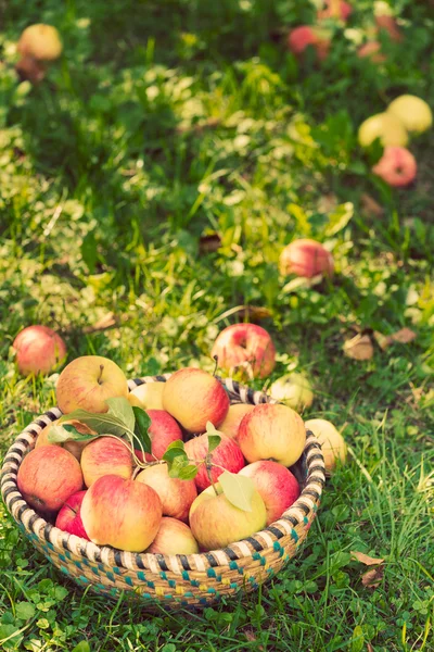 Ekologiska äpplen i korgen, äppelträdgård, färska egenutvecklade producera — Stockfoto