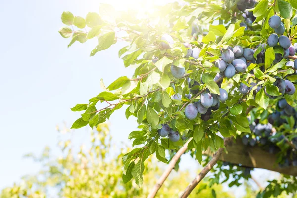 Plum tree with ripe juicy fruits in sunshine — Stock Photo, Image