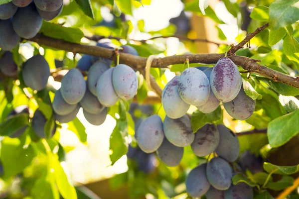 Pflaumenbaum mit reifen saftigen Früchten im Sonnenschein — Stockfoto