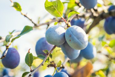 Erik ağacı güneşli olgunlaşmış sulu meyve ile