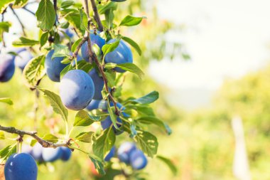 Erik ağacı güneşli olgunlaşmış sulu meyve ile