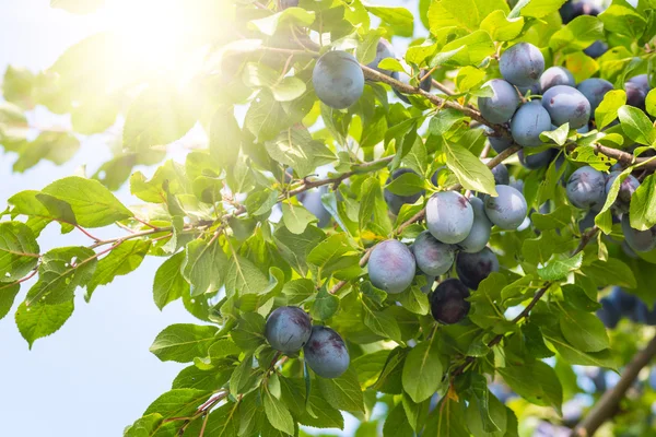 Pflaumenbaum mit reifen saftigen Früchten im Sonnenschein — Stockfoto