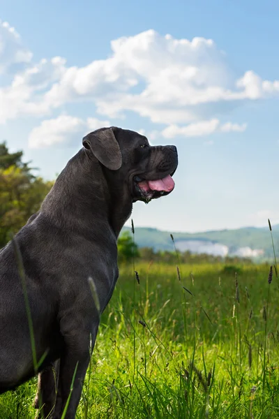 Cane corso, italian mastiff dog — Stock Photo, Image