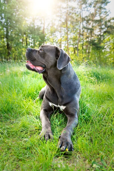 Cane corso, Italia mastiff anjing — Stok Foto