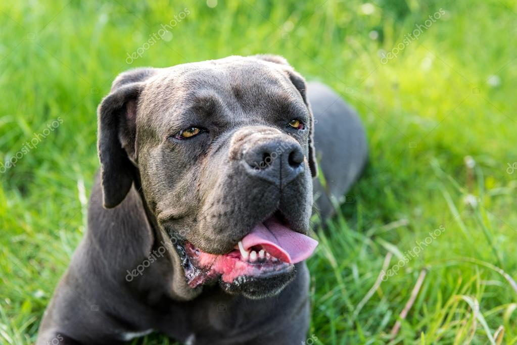 Pictures Italian Mastiff Cane Corso Cane Corso Italian