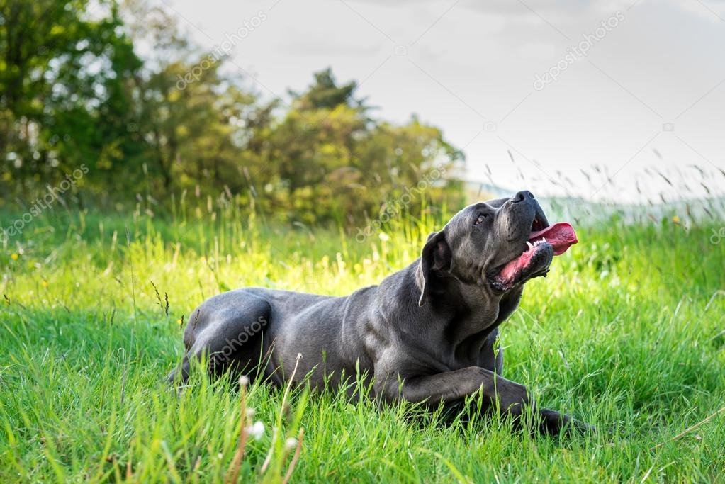 Cane Corso Italian Mastiff Dog Stock Photo