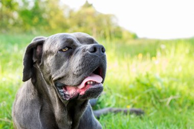 Cane corso, İtalyan mastiff köpek