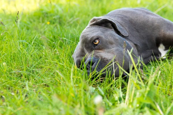 Cane corso, İtalyan mastiff köpek