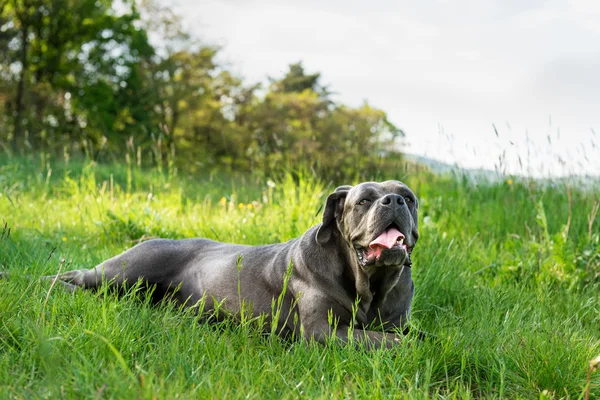 Cane corso, olasz masztiff kutya — Stock Fotó