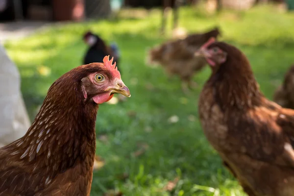 Gallinas ponedoras de huevos en granja de criadero libre — Foto de Stock
