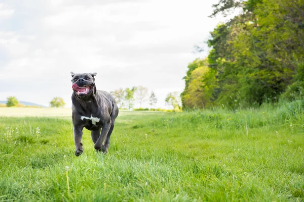 Cane corso, włoski psy pies — Zdjęcie stockowe