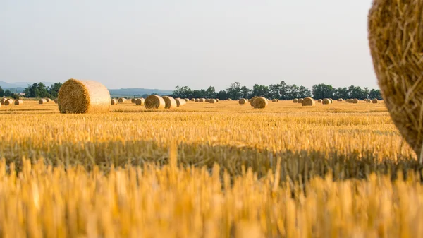 Harvested field with straw bales — Stock Photo, Image