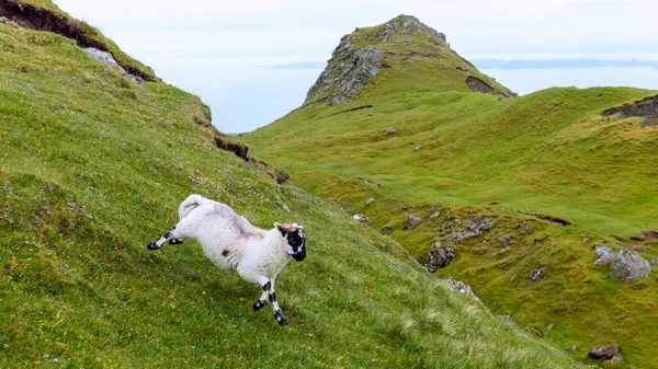 Lamb in Schotse platteland — Stockfoto