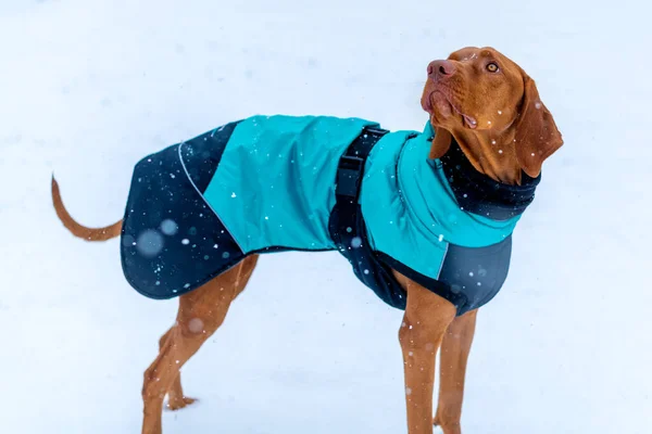 Piękny Pies Vizsla Noszenia Niebieski Płaszcz Zimowy Korzystających Śnieżny Dzień — Zdjęcie stockowe