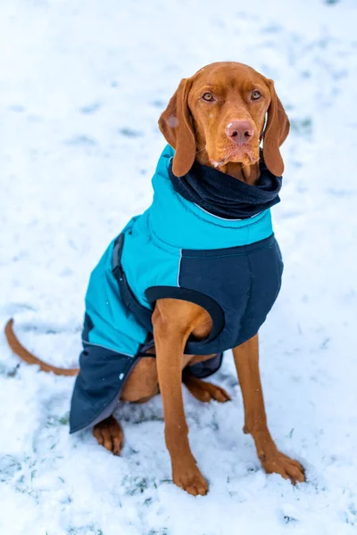 Piękny Pies Vizsla Noszenia Niebieski Płaszcz Zimowy Korzystających Śnieżny Dzień — Zdjęcie stockowe