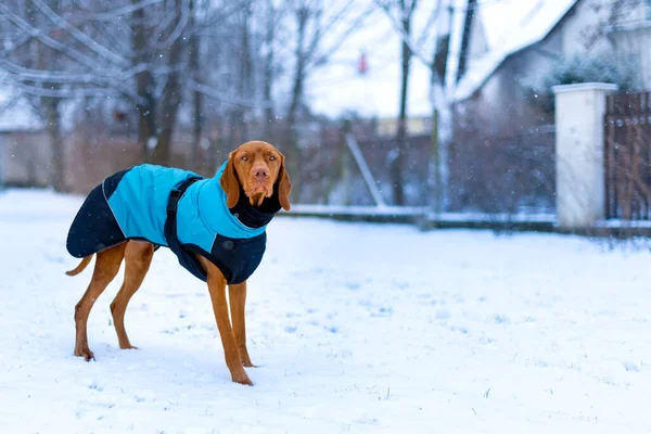 Piękny Pies Vizsla Noszenia Niebieski Płaszcz Zimowy Korzystających Śnieżny Dzień — Zdjęcie stockowe