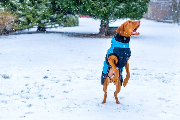 Piękny Pies Vizsla Noszenia Niebieski Płaszcz Zimowy Korzystających Śnieżny Dzień — Zdjęcie stockowe