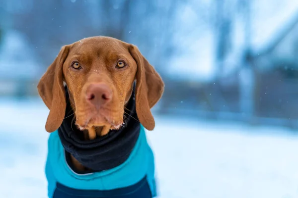 Piękny Pies Vizsla Noszenia Niebieski Płaszcz Zimowy Korzystających Śnieżny Dzień — Zdjęcie stockowe