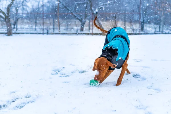 Красивая Визла Собака Синем Зимнем Пальто Наслаждается Снежным Днем Открытом — стоковое фото