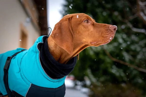 Piękny Pies Vizsla Noszenia Niebieski Płaszcz Zimowy Korzystających Śnieżny Dzień — Zdjęcie stockowe