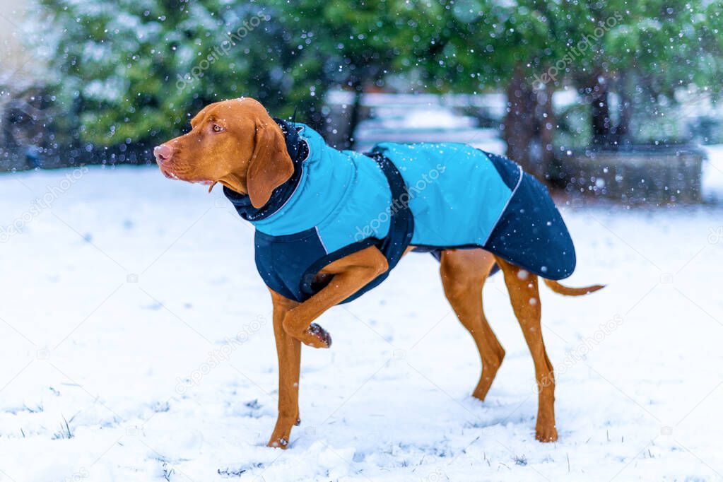 Beautiful vizsla dog wearing blue winter coat enjoying snowy day outdoors.