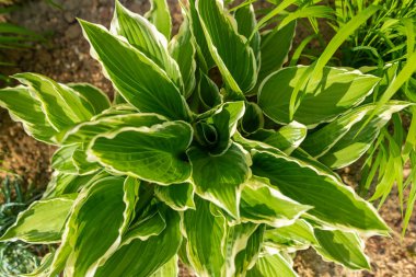 Yeşil ve beyaz yemyeşil bitki, üst görünüm.