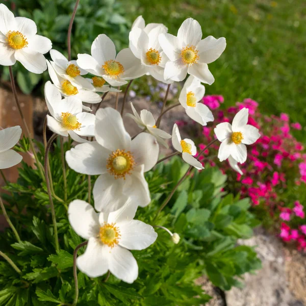 Anemone Sylvestris Schöne Weiße Blühende Pflanze Steingarten Mit Kleinen Hübschen — Stockfoto