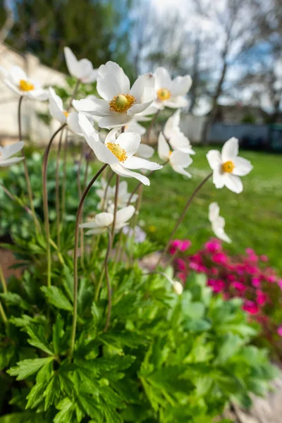 Anémone Sylvestris Belle Plante Fleurs Blanches Jardin Rocheux Avec Jolies — Photo