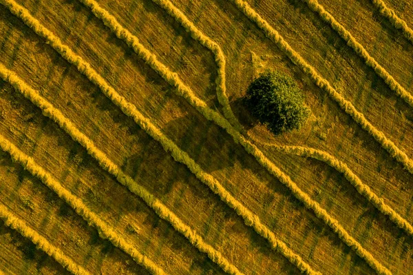 Vue Aérienne Champ Avec Seul Arbre Herbe Fraîchement Coupée Préparée — Photo